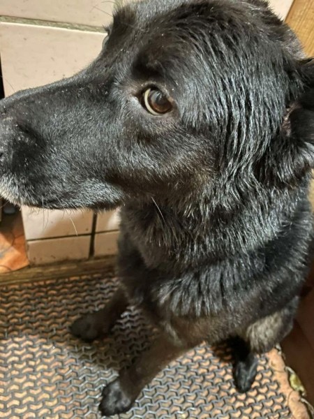 Брестские спасатели помогли собаке, которая застряла в трубе Брестские спасатели помогли собаке, которая застряла в трубе