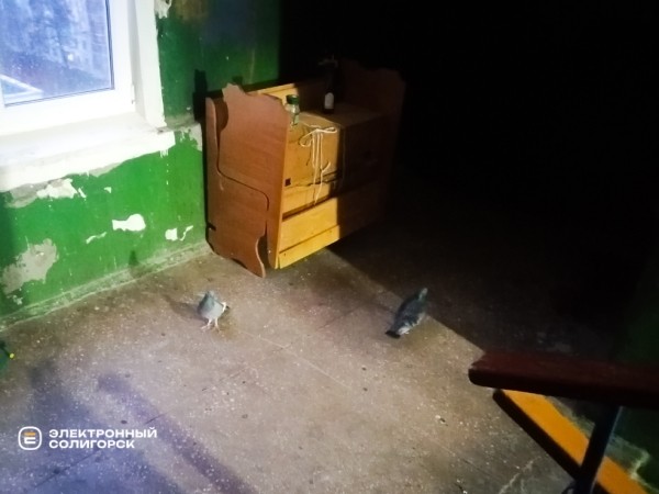 «Не хотели жить в свинарнике». Как солигорчане превратили убитый подъезд в элитный