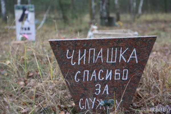 «Чипашка, спасибо за службу». Как выглядит стихийное кладбище домашних животных в Бобруйске «Чипашка, спасибо за службу». Как выглядит стихийное кладбище домашних животных в Бобруйске