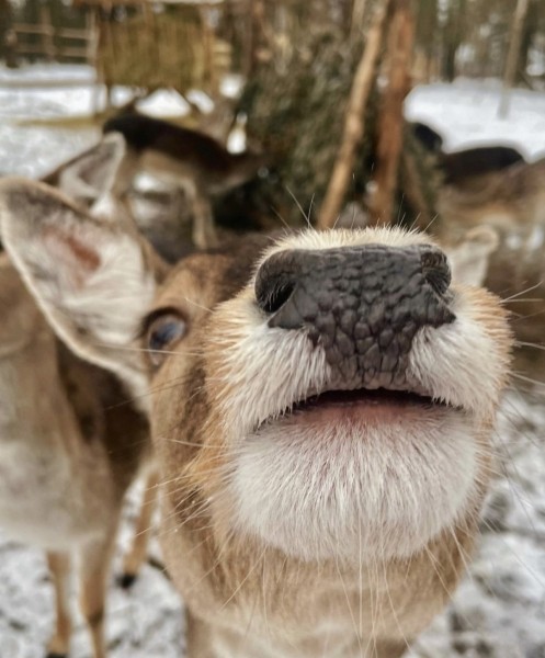 Парк животных приглашает на новогоднюю сказку «По ту сторону зеркала» Парк животных приглашает на новогоднюю сказку «По ту сторону зеркала»