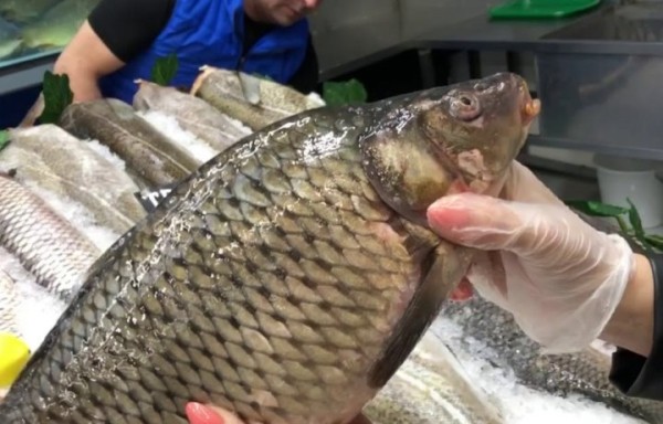 Какую живую рыбу белорусы покупают чаще всего Какую живую рыбу белорусы покупают чаще всего