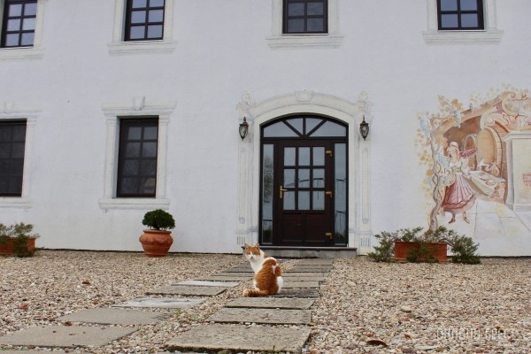 Запланируйте семейный отдых на антуражной вилле с бассейном и рестораном недалеко от Бреста. Аренда номеров, празднование торжеств в Villa Boutique Hotel