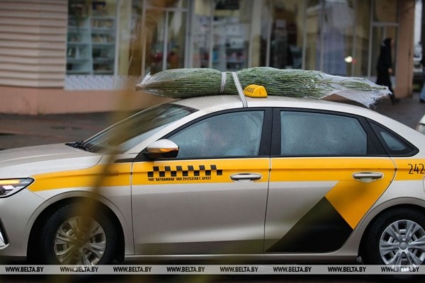 В Бресте заработали елочные базары В Бресте заработали елочные базары