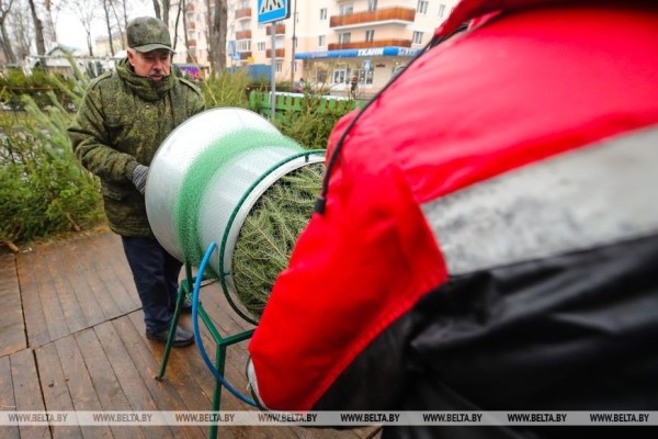 В Бресте заработали елочные базары В Бресте заработали елочные базары