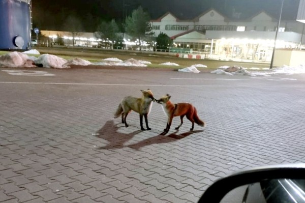 На польской границе водитель Audi пытался вклиниться в очередь и усадил человека на капот На польской границе водитель Audi пытался вклиниться в очередь и усадил человека на капот