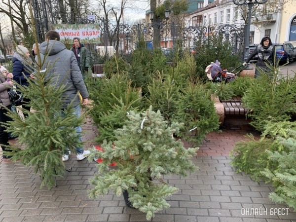 Елочные базары в Брестской области начнут работать с 17 декабря Елочные базары в Брестской области начнут работать с 17 декабря