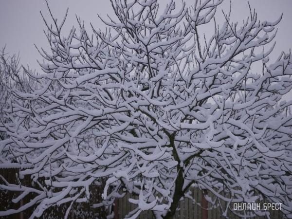 Какой будет погода в Беларуси в январе
