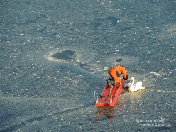 В Бресте спасли лебедя, вмёрзшего в лёд