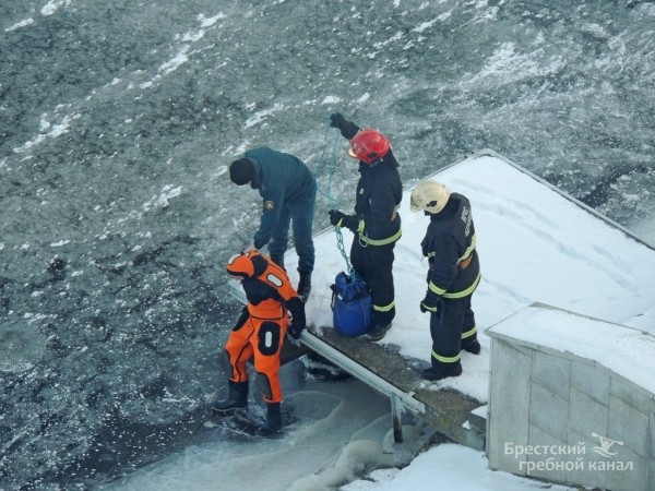 В Бресте спасли лебедя, вмёрзшего в лёд