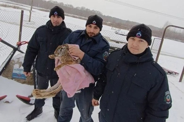 В Беларуси спасли провалившегося под лед зайца В Беларуси спасли провалившегося под лед зайца