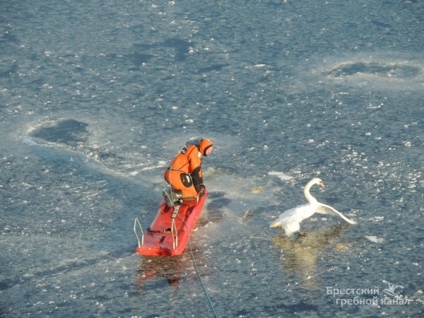 В Бресте спасли лебедя, вмёрзшего в лёд