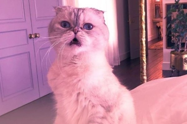 Какие животные самые богатые в мире?