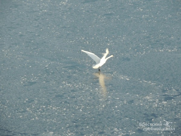 В Бресте спасли лебедя, вмёрзшего в лёд