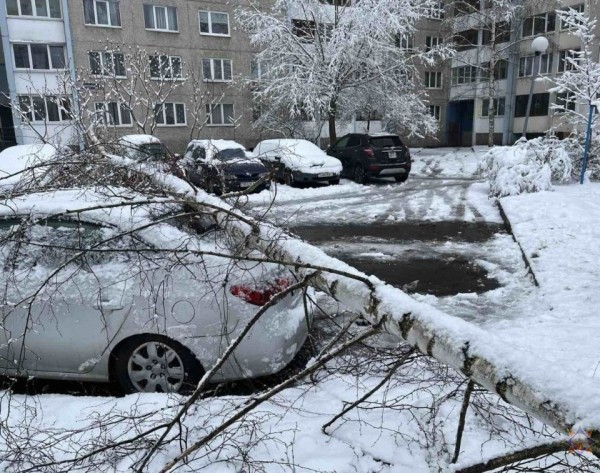В Бресте в результате падения деревьев повреждено пять машин