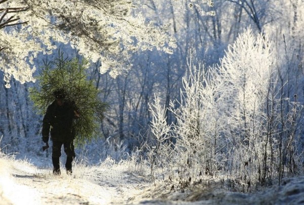 В Брестском ЖКХ сообщили, где оставлять старые ёлки и когда их будут вывозить