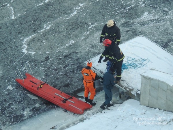 В Бресте спасли лебедя, вмёрзшего в лёд