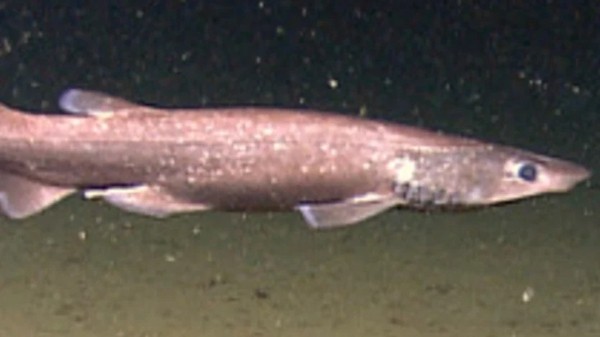 Оса-убийца, акула-демон и гигантский паук. Самые прекрасные и ужасающие существа 2023 года Оса-убийца, акула-демон и гигантский паук. Самые прекрасные и ужасающие существа 2023 года