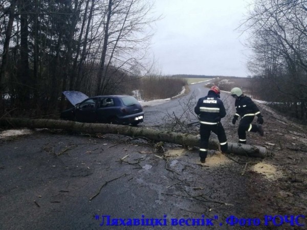 Дерево упало на проезжающий автомобиль под Ляховичами Дерево упало на проезжающий автомобиль под Ляховичами