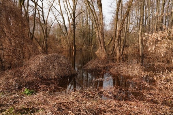 Большая вода. В черте Бреста подтоплен 131 садовый участок Большая вода. В черте Бреста подтоплен 131 садовый участок