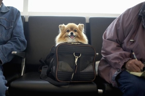 В ГТК рассказали, как перемещать животных через таможенную границу