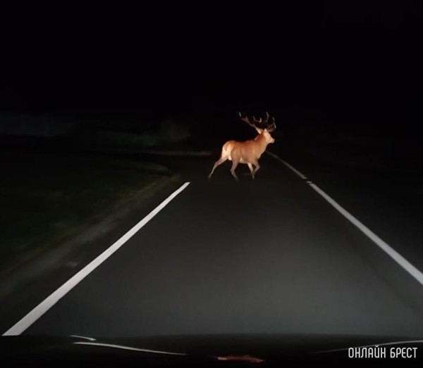 Стало больше почти на 12%. Подробная статистика ДТП с участием диких животных в Беларуси за 2023 год