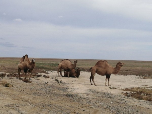 Больше 12 000 км на стареньком Volvo. Белорусы посмотрели четыре страны без виз &mdash; и вы тоже так можете
