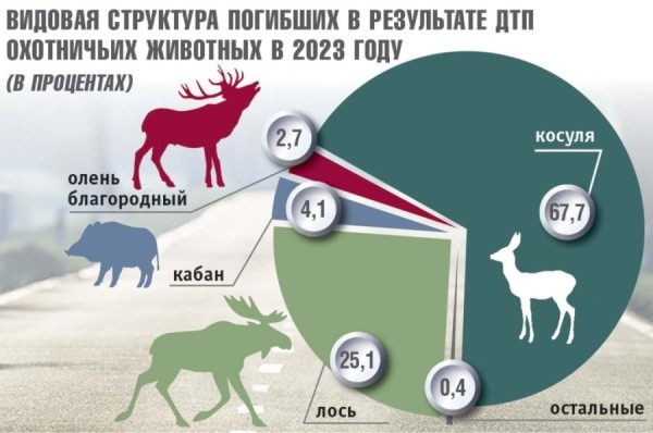 Стало больше почти на 12%. Подробная статистика ДТП с участием диких животных в Беларуси за 2023 год
