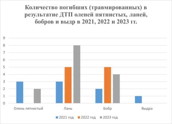 Стало больше почти на 12%. Подробная статистика ДТП с участием диких животных в Беларуси за 2023 год