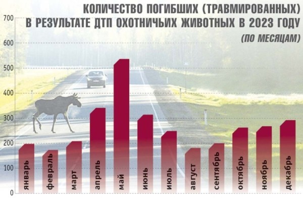 Стало больше почти на 12%. Подробная статистика ДТП с участием диких животных в Беларуси за 2023 год