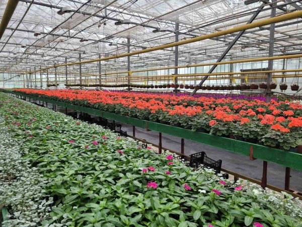 В этом сезоне Брест украсят более полумиллиона цветов различных видов и сортов