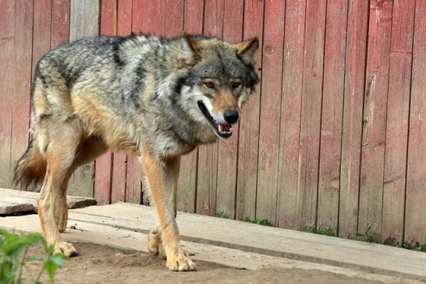 Волка ищут в Витебске: милиция дежурит в городе круглосуточно