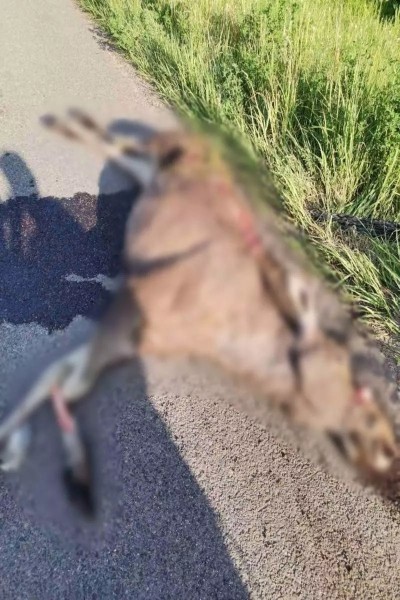 На М1 сбили медведя На М1 сбили медведя