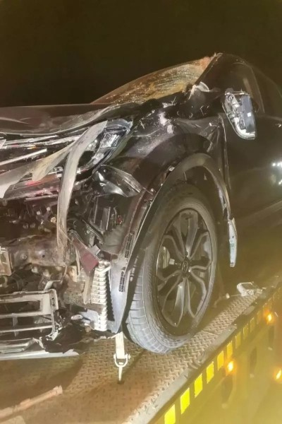 На М1 сбили медведя На М1 сбили медведя