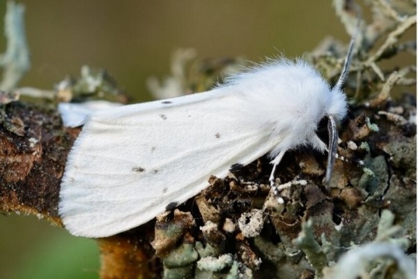 Жителей Бреста просят сообщать об одном вредителе - американской белой бабочке Жителей Бреста просят сообщать об одном вредителе - американской белой бабочке