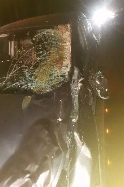 На М1 сбили медведя На М1 сбили медведя