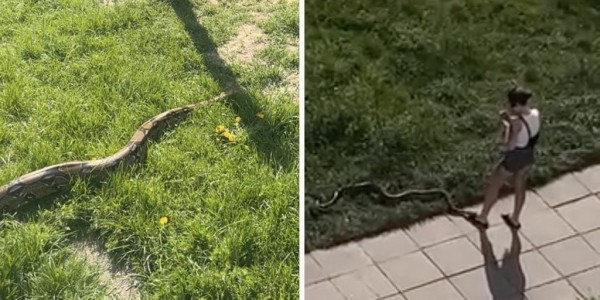 Белоруска выгуливала удава прямо во дворе — змея теперь звезда соцсетей