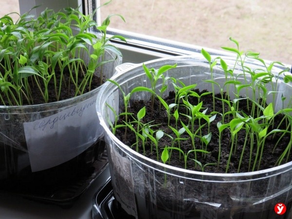 Закатки, рассада и 28 уток. Как вернуться в деревню, прожив сорок лет в Минске Закатки, рассада и 28 уток. Как вернуться в деревню, прожив сорок лет в Минске