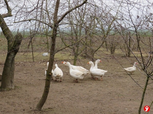 Закатки, рассада и 28 уток. Как вернуться в деревню, прожив сорок лет в Минске Закатки, рассада и 28 уток. Как вернуться в деревню, прожив сорок лет в Минске