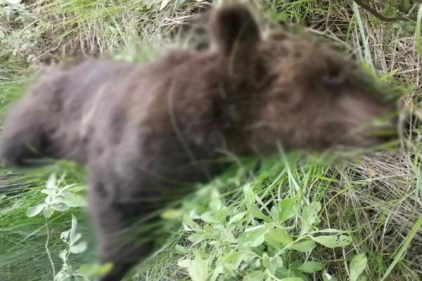 На М1 сбили медведя На М1 сбили медведя