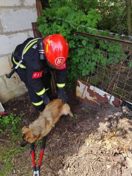 Пружанские спасатели помогли собаке, которая застряла в заборе Пружанские спасатели помогли собаке, которая застряла в заборе