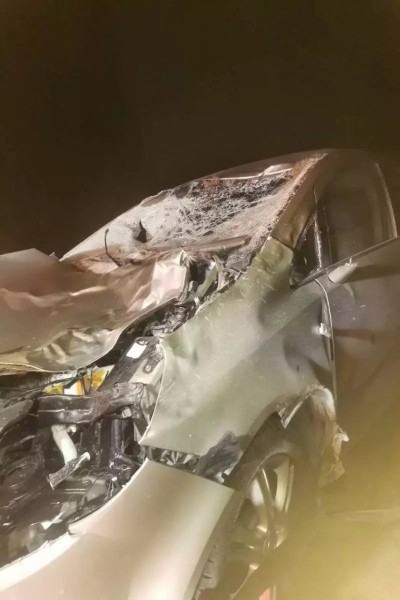 На М1 сбили медведя На М1 сбили медведя