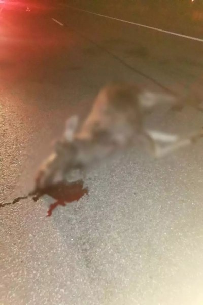 На М1 сбили медведя На М1 сбили медведя