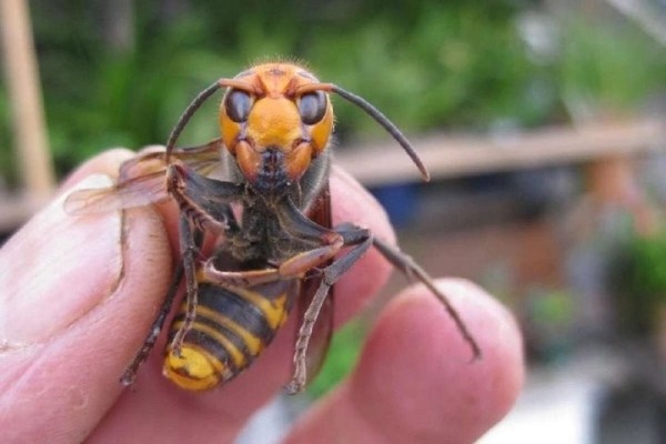 История о том, как в Брестской области шершни атаковали мужчину История о том, как в Брестской области шершни атаковали мужчину