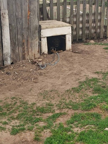 Еще одна добрая история: каменецкие спасатели помогли собаке, лапа которой застряла в карабине цепи Еще одна добрая история: каменецкие спасатели помогли собаке, лапа которой застряла в карабине цепи