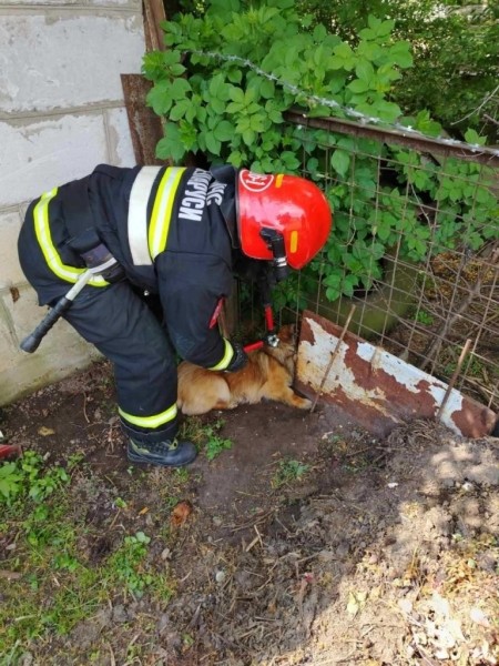 Пружанские спасатели помогли собаке, которая застряла в заборе Пружанские спасатели помогли собаке, которая застряла в заборе