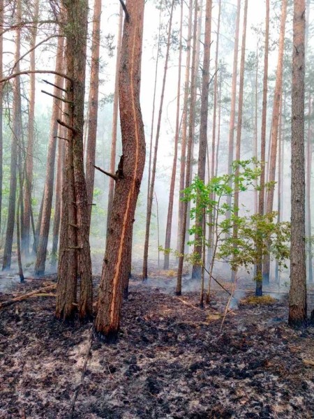 Удары молнии привели к двум лесным пожарам в Кобринском районе Удары молнии привели к двум лесным пожарам в Кобринском районе