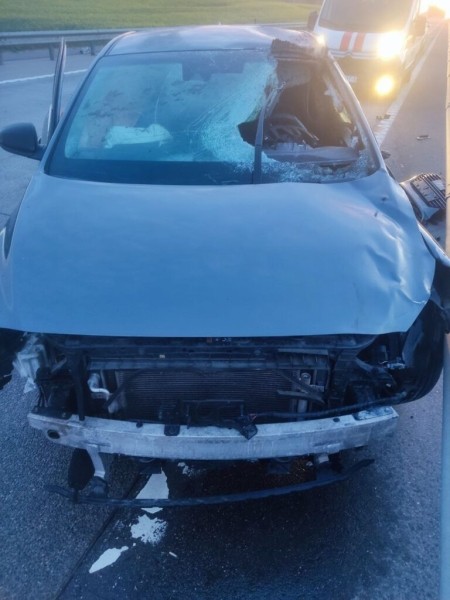 В Беларуси водитель погиб в ДТП с лосем В Беларуси водитель погиб в ДТП с лосем