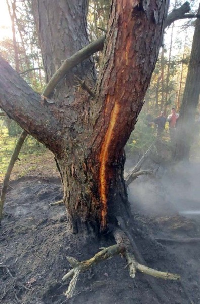 Удары молнии привели к двум лесным пожарам в Кобринском районе Удары молнии привели к двум лесным пожарам в Кобринском районе