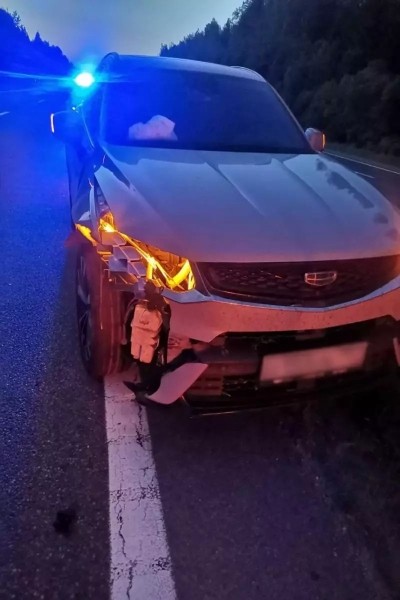 На М1 сбили медведя На М1 сбили медведя