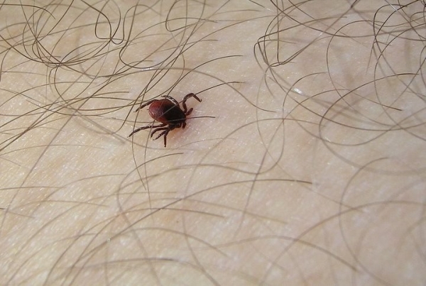 В Брестской области от укусов клещей пострадало 23 человека В Брестской области от укусов клещей пострадало 23 человека